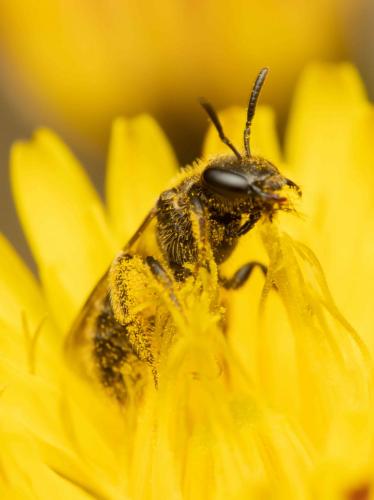 Lasioglossum sp.