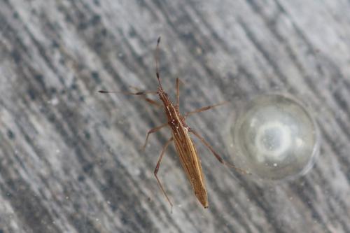 Berytinus minor