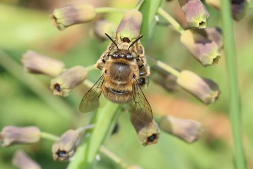 Anthophora salviae