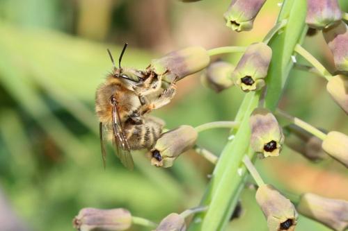 Anthophora salviae
