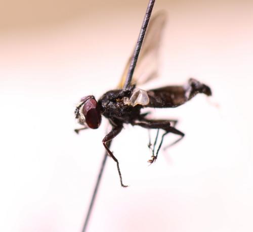 Phasia obesa