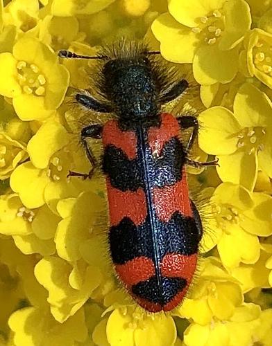 Réf. 279 857 : Trichodes alvearius