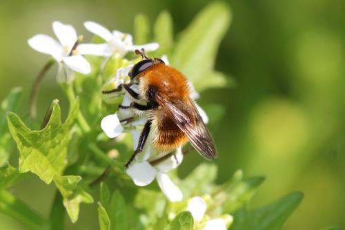 Réf. 279 582 : Criorhina berberina