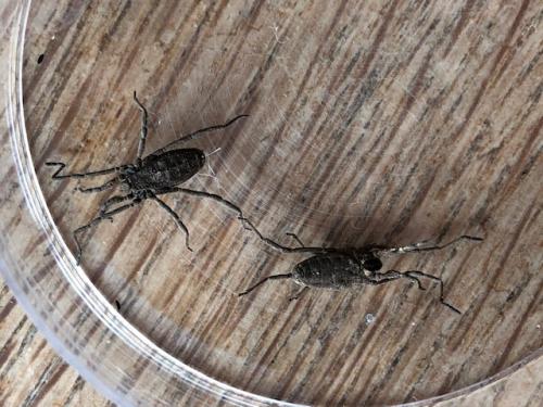 Trogulus sp.