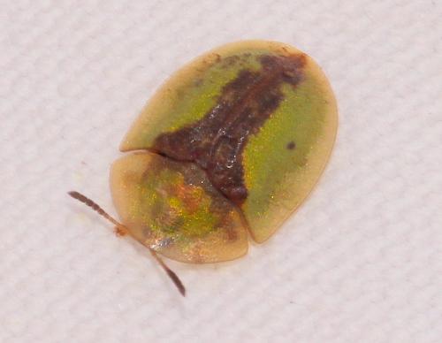 Réf. 279 359 : Cassida vibex