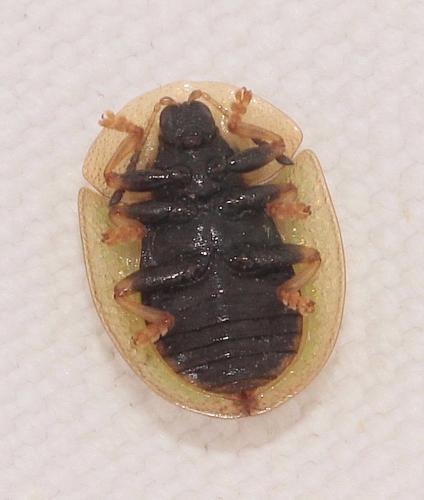 Réf. 279 360 : Cassida vibex