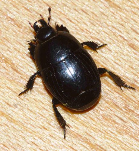 Hister quadrimaculatus