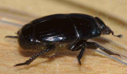 Hister quadrimaculatus