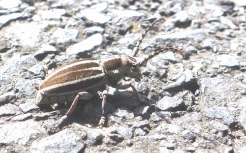 Iberodorcadion molitor