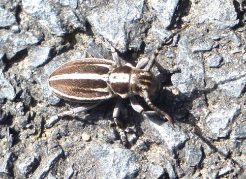 Réf. 279 159 : Iberodorcadion molitor