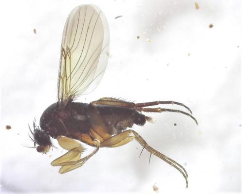 Megaselia sp.