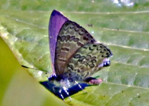 Catopyrops sp.