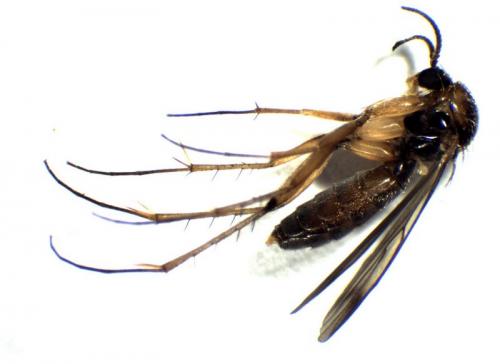 Leia bimaculata