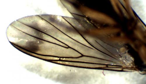 Leia bimaculata