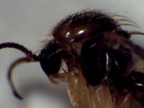 Leia bimaculata