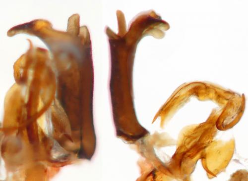 Réf. 279 272 : Cixius simplex