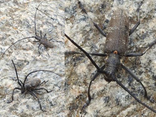 Réf. 279 138 : Monochamus galloprovincialis