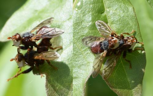 Myopa testacea