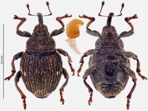 Réf. 279 114 : Nedyus quadrimaculatus