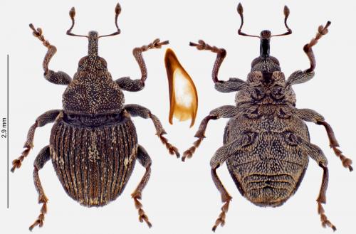 Réf. 279 183 : Nedyus quadrimaculatus