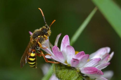 Réf. 279 092 : Nomada lathburiana