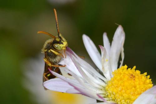 Réf. 279 093 : Nomada lathburiana