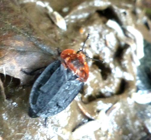 Réf. 279 150 : Oiceoptoma thoracicum