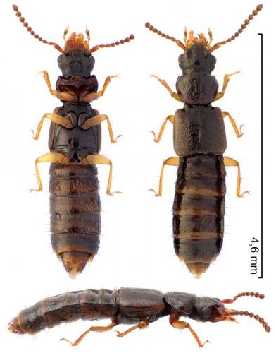 Réf. 279 687 : Aploderus caelatus