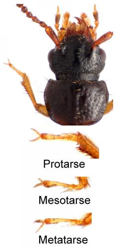 Réf. 279 688 : Aploderus caelatus