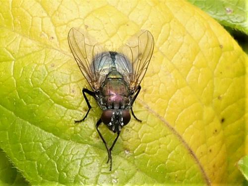 Réf. 279 262 : Eudasyphora cyanella