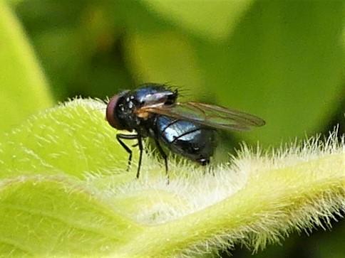 Silba fumosa