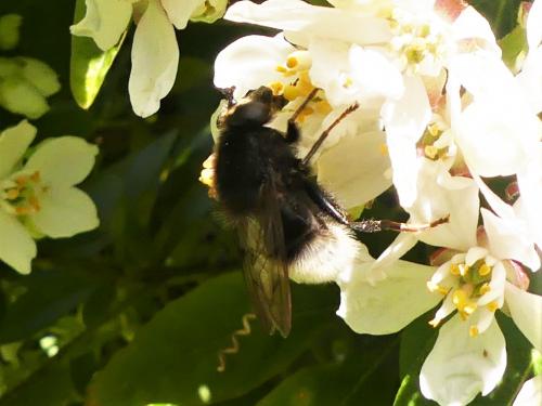 Réf. 279 788 : Criorhina ranunculi