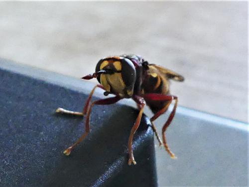 Conops vesicularis