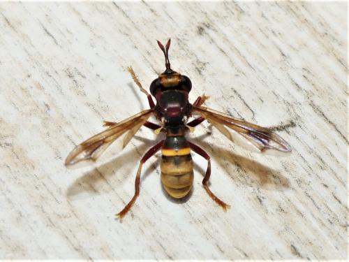 Conops vesicularis