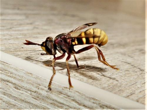 Conops vesicularis