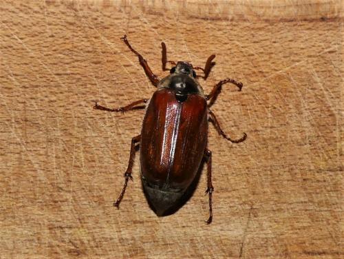 Réf. 279 910 : Melolontha melolontha