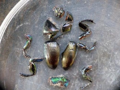 Geotrupes mutator