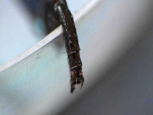 Geotrupes mutator