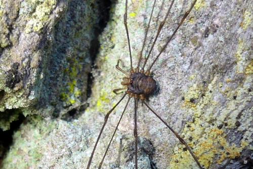 Réf. 279 247 : Dicranopalpus ramosus