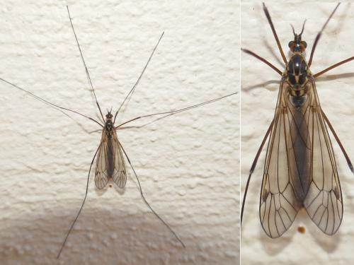 Nephrotoma appendiculata
