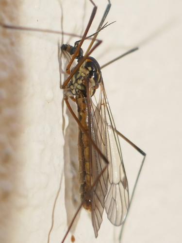 Nephrotoma appendiculata