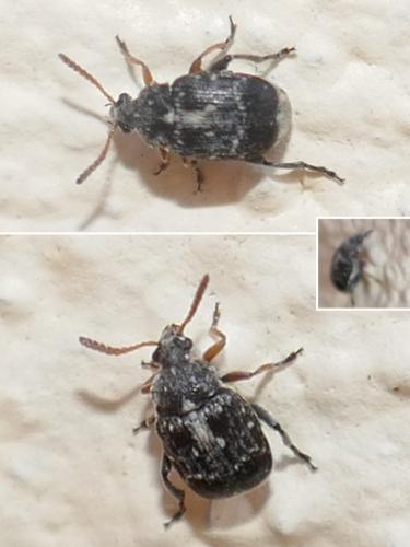 Bruchinae