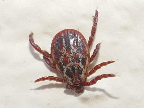 Réf. 279 166 : Dermacentor reticulatus