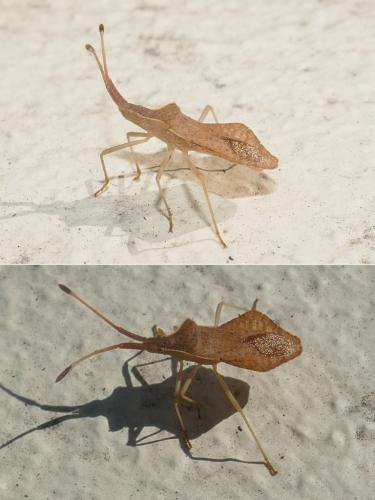 Réf. 279 170 : Syromastus rhombeus