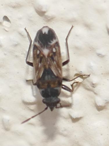 Réf. 279 338 : Peritrechus lundii