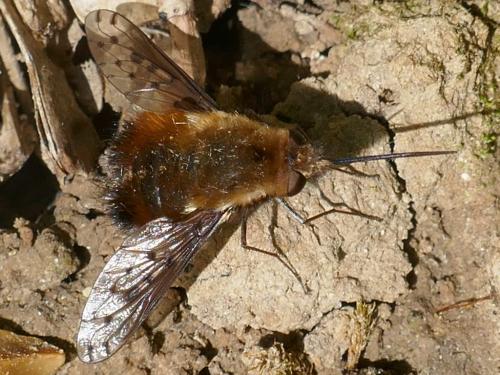Bombylius discolor
