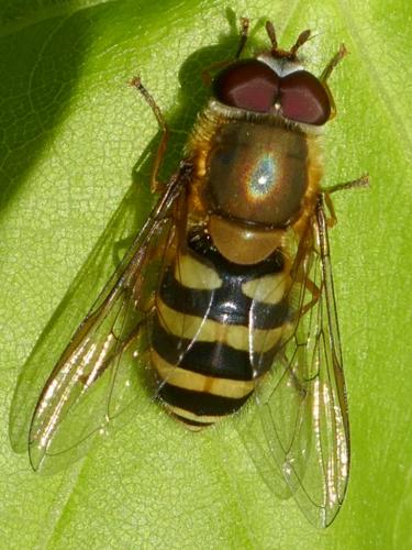 Réf. 279 938 : Syrphus sp.