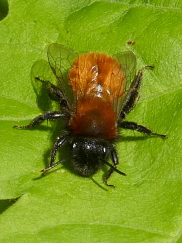 Réf. 279 313 : Andrena fulva