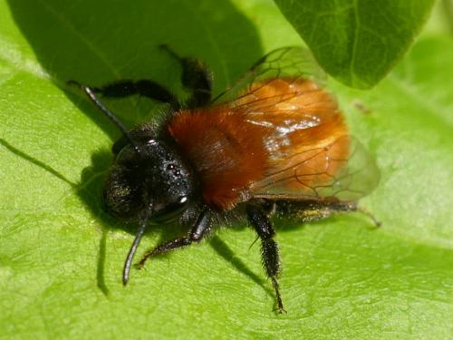 Andrena fulva
