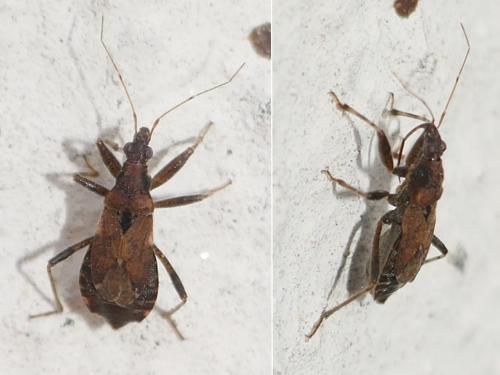 Himacerus mirmicoides